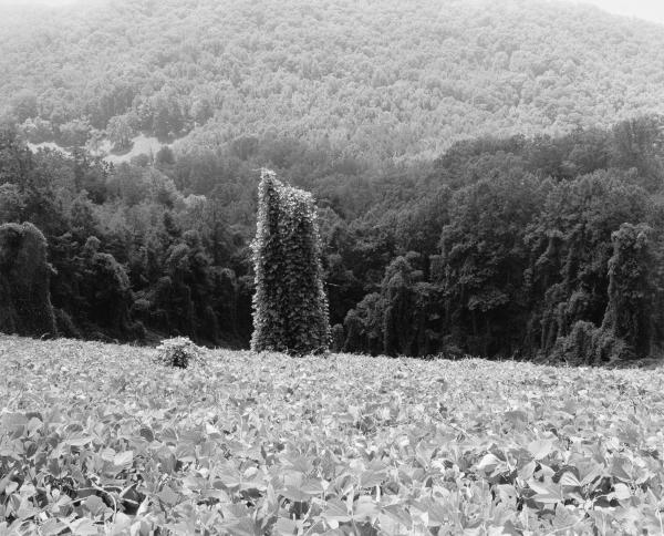 Untamed Southern Kudzu